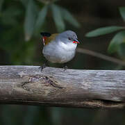 Swee Waxbill