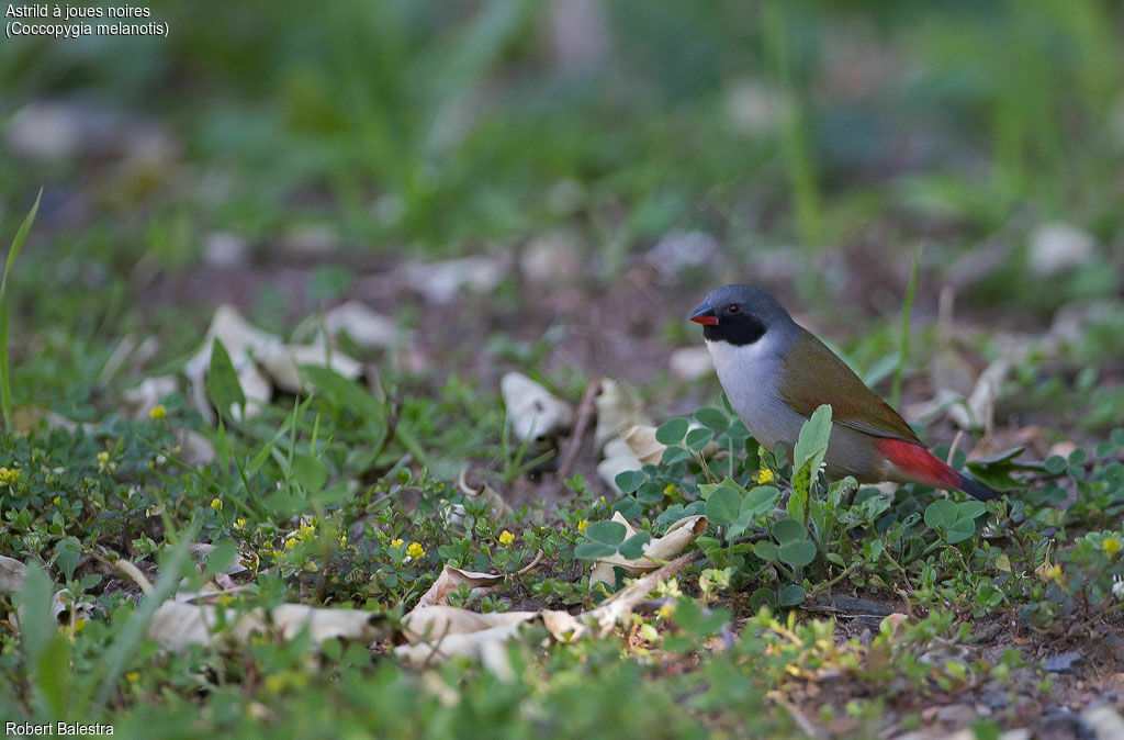 Swee Waxbill male