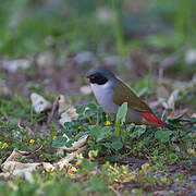 Swee Waxbill