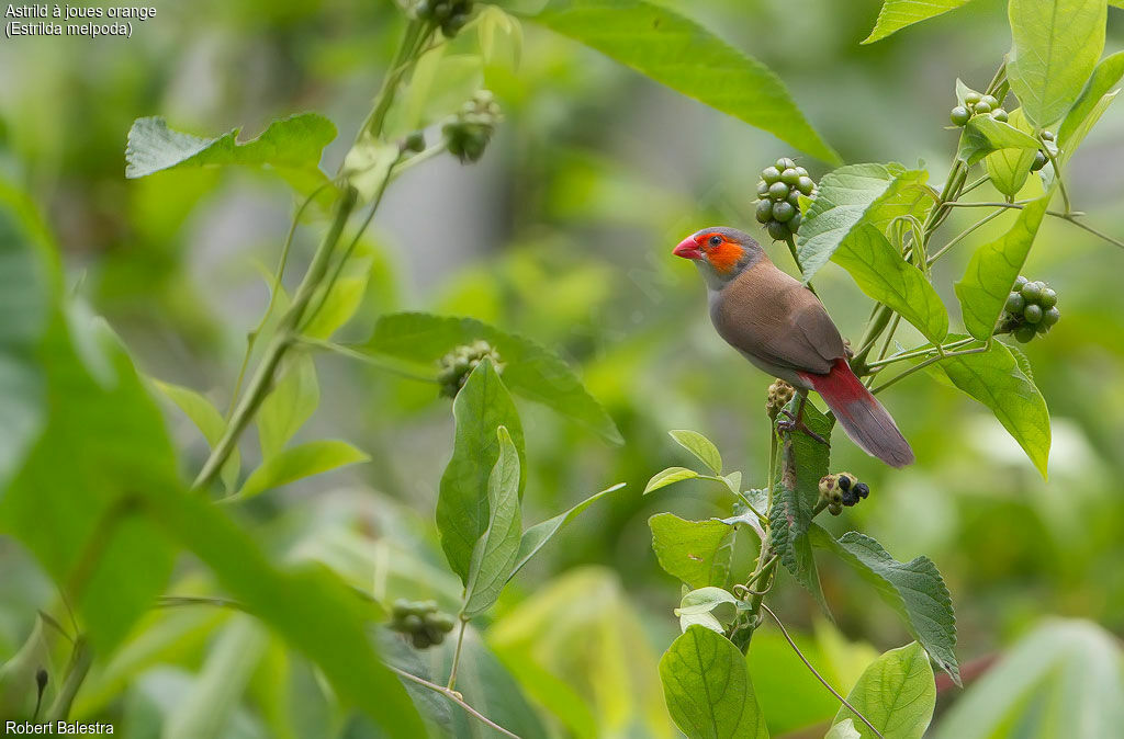 Orange-cheeked Waxbill