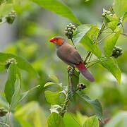 Orange-cheeked Waxbill