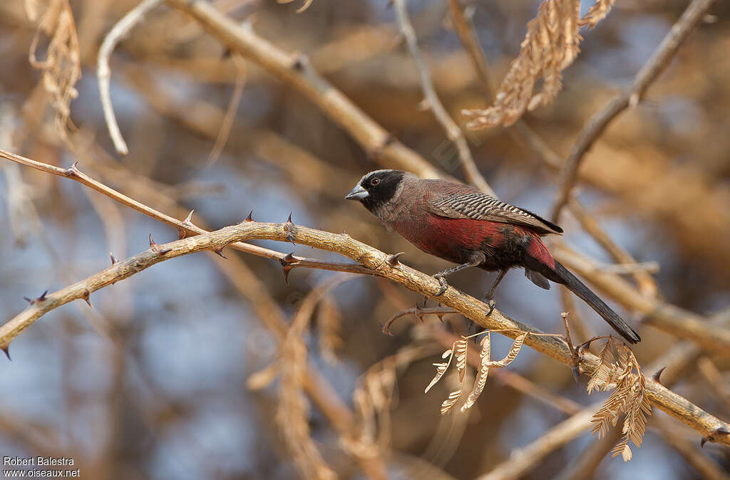 Black-faced Waxbilladult, identification