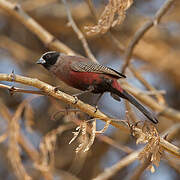 Black-faced Waxbill