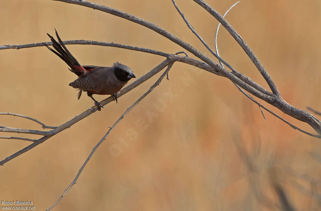 Black-faced Waxbilladult, Behaviour