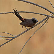 Black-faced Waxbill