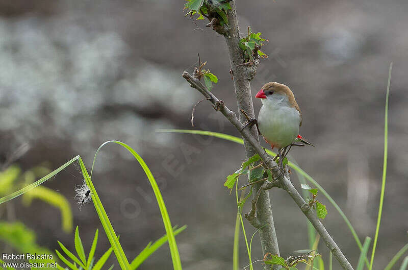 Fawn-breasted Waxbilladult