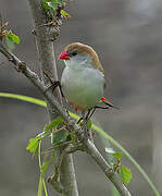 Fawn-breasted Waxbill