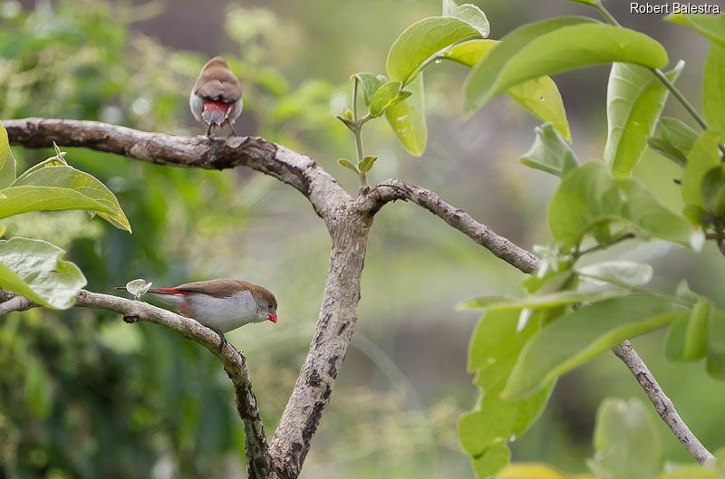 Fawn-breasted Waxbill