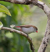 Fawn-breasted Waxbill