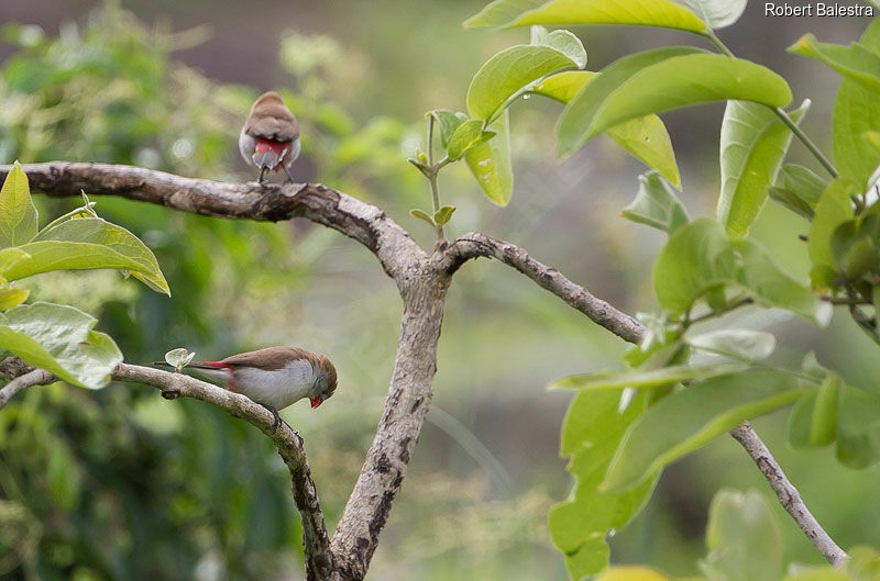 Fawn-breasted Waxbill