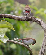 Fawn-breasted Waxbill