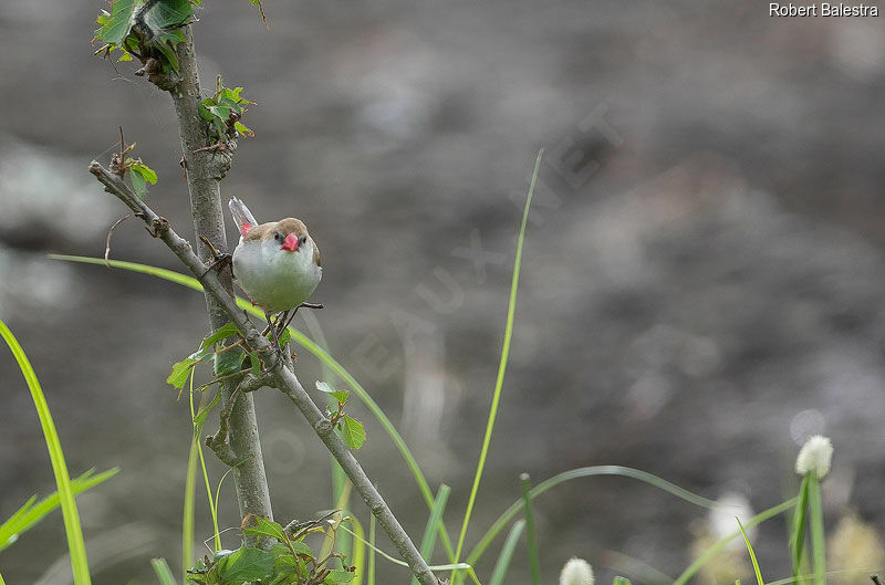 Fawn-breasted Waxbilladult