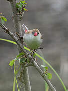 Fawn-breasted Waxbill