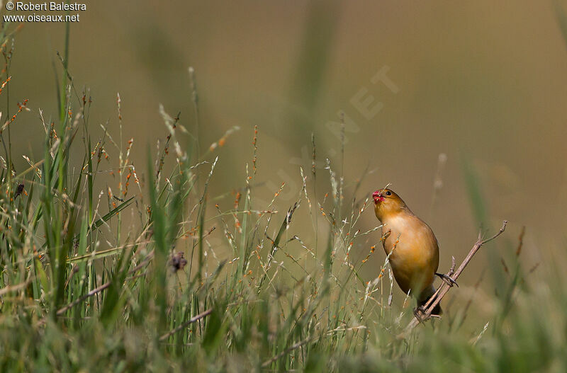 Fawn-breasted Waxbill