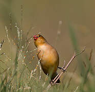 Fawn-breasted Waxbill