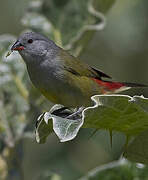 Yellow-bellied Waxbill