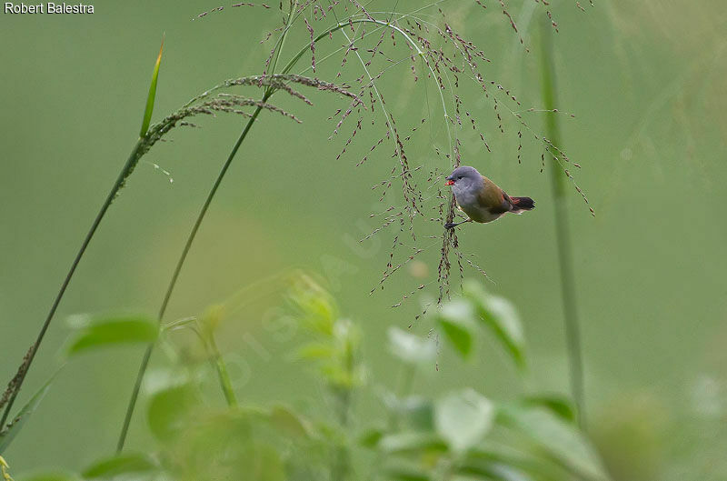 Yellow-bellied Waxbill