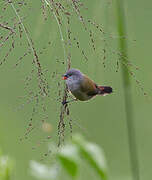 Yellow-bellied Waxbill