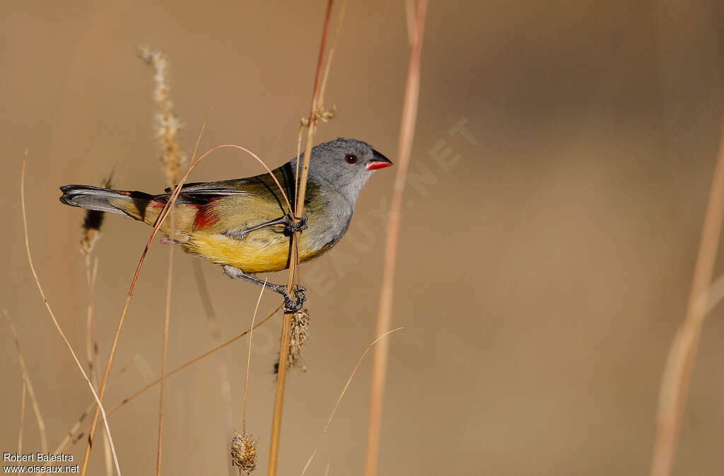 Yellow-bellied Waxbilladult, habitat