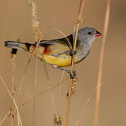 Yellow-bellied Waxbill