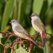 Yellow-bellied Waxbill