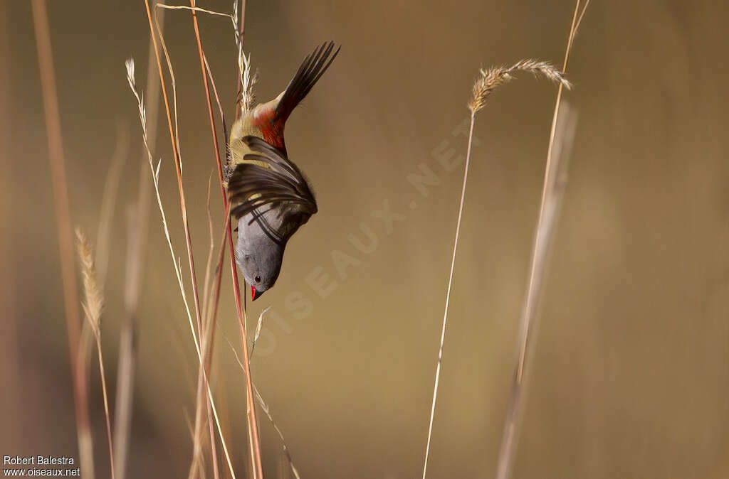 Yellow-bellied Waxbilladult, Behaviour