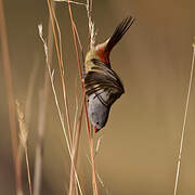 Yellow-bellied Waxbill