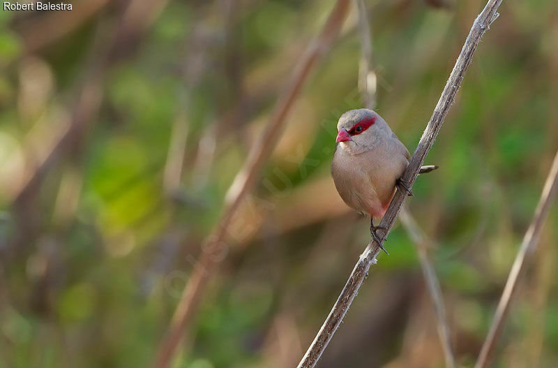 Black-rumped Waxbill