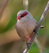 Black-rumped Waxbill