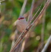 Black-rumped Waxbill