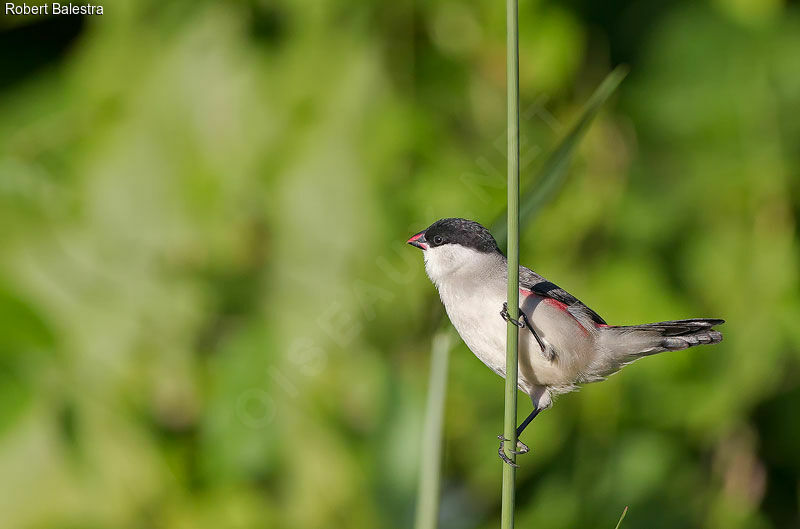 Black-crowned Waxbill