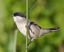 Black-crowned Waxbill