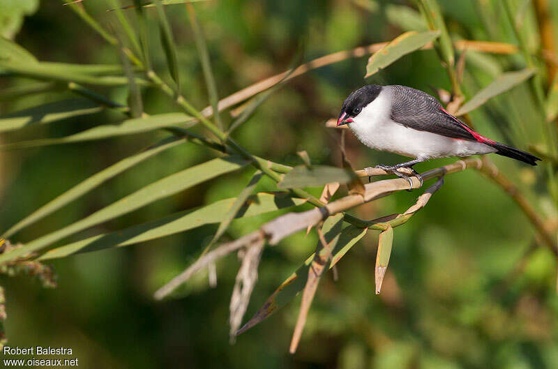 Black-crowned Waxbilladult, identification