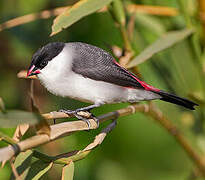 Black-crowned Waxbill