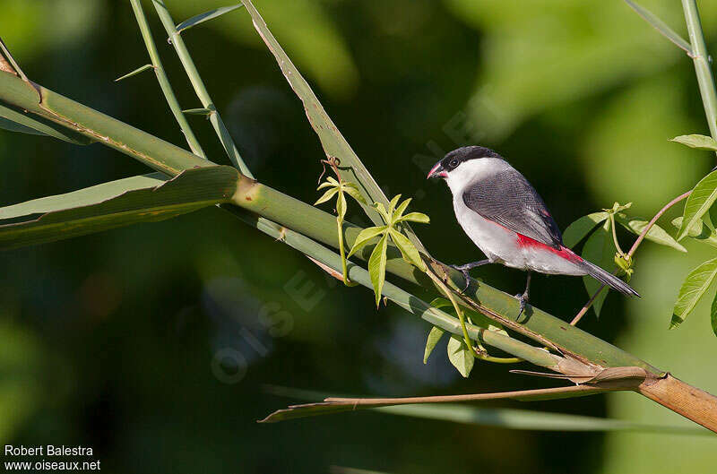 Black-crowned Waxbilladult, identification