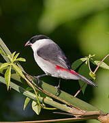 Black-crowned Waxbill