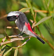 Black-crowned Waxbill