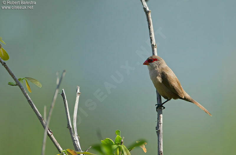 Common Waxbilladult