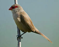 Common Waxbill