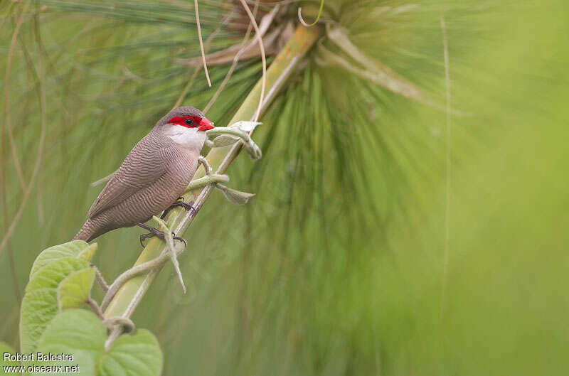 Common Waxbill