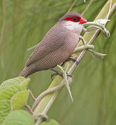 Common Waxbill