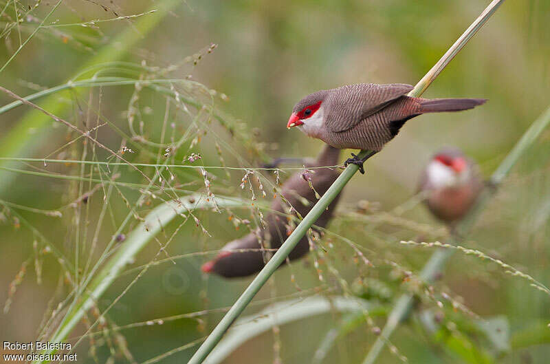 Common Waxbill