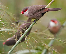 Common Waxbill