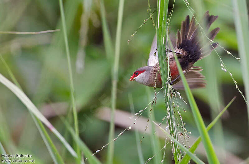 Common Waxbill male adult, habitat, pigmentation, feeding habits