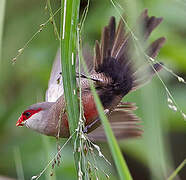 Common Waxbill