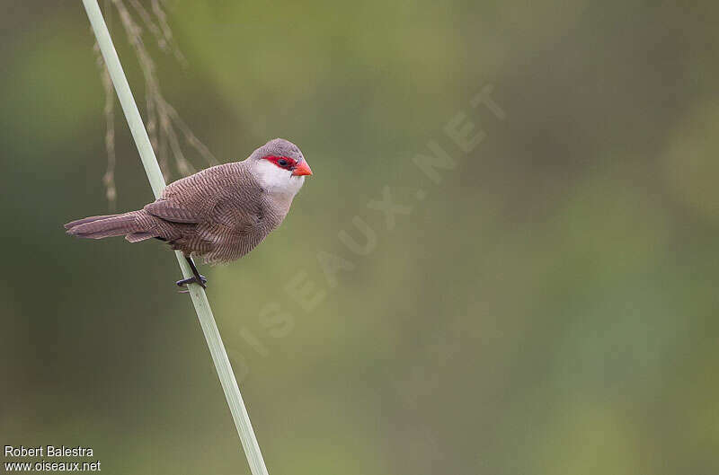 Common Waxbill