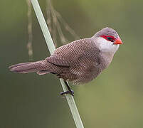 Common Waxbill