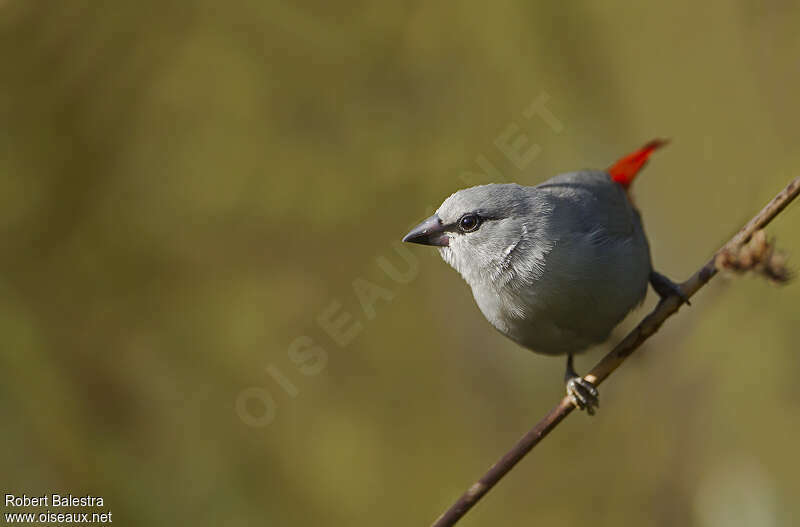 Lavender Waxbilladult, close-up portrait