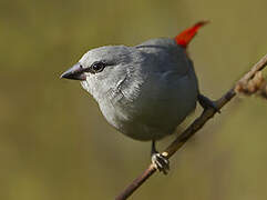 Lavender Waxbill