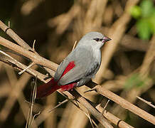 Lavender Waxbill